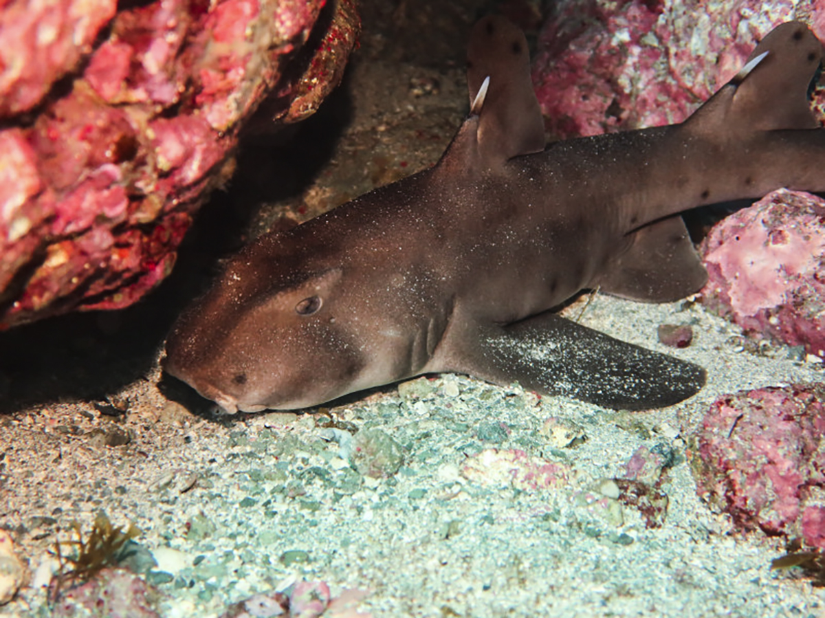 Spotted a horn shark!