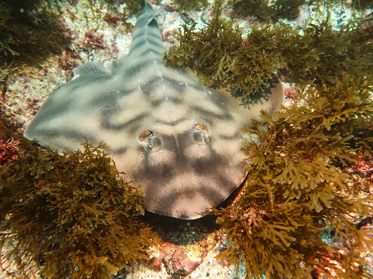 A guitar fish hides on the bottom