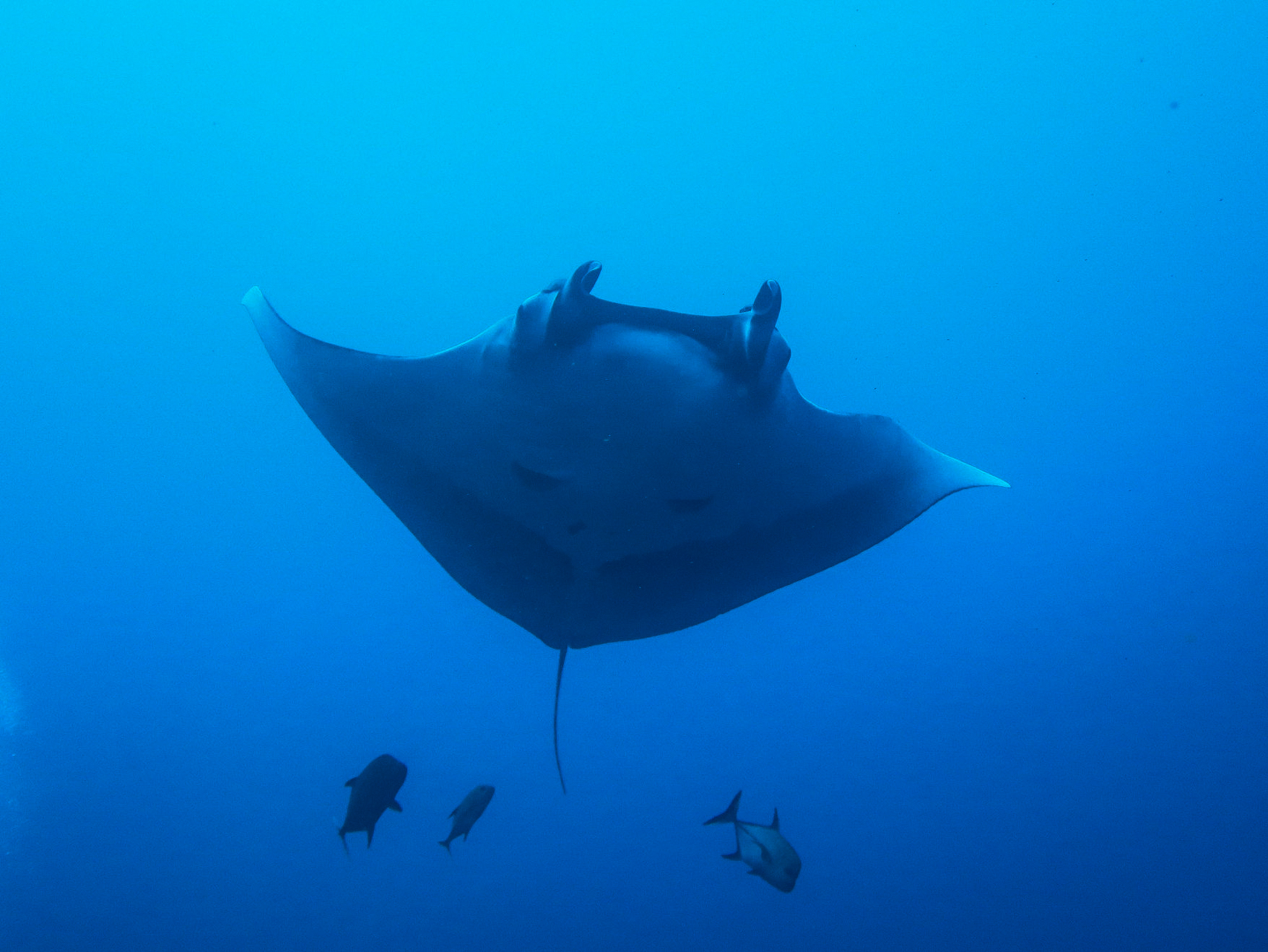 Mnata ray, scuba diving tours in Baja California