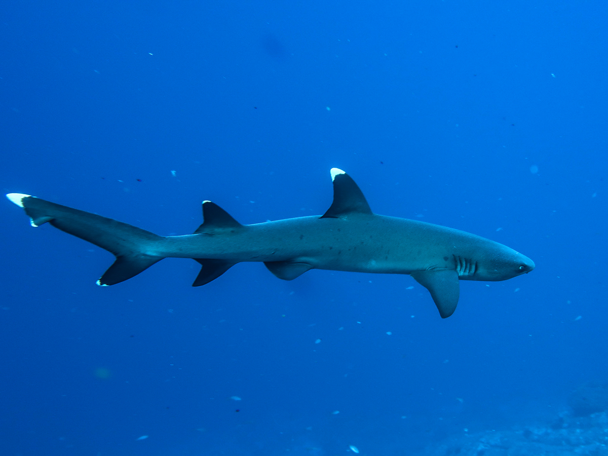 A whitetip shark at Socorro. 