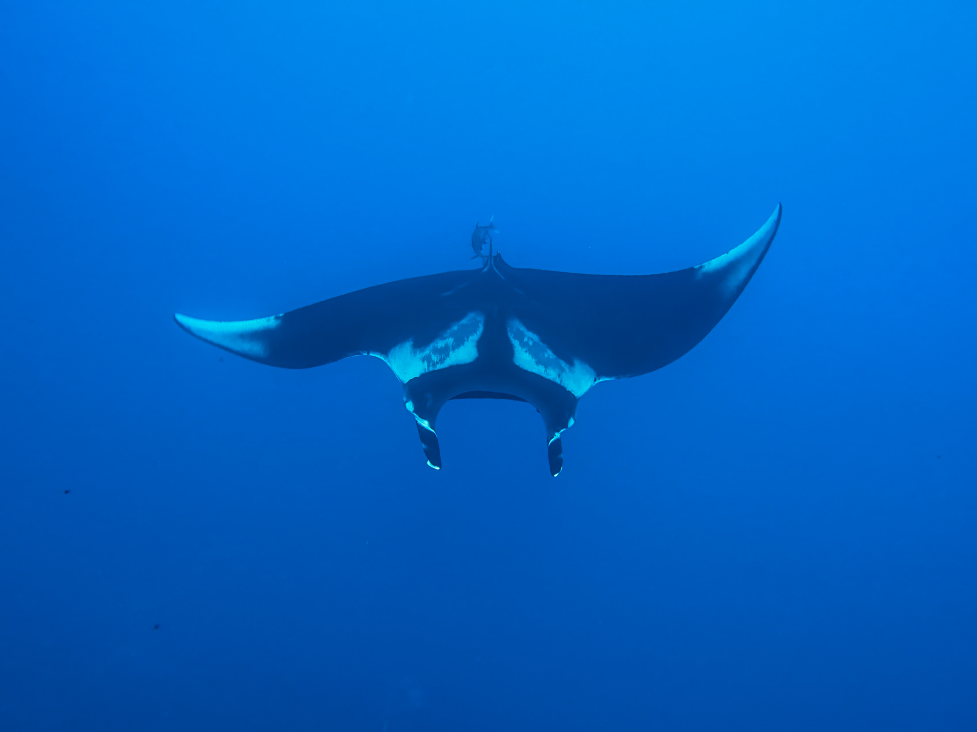 We're so happy to see these beautiful mantas again!