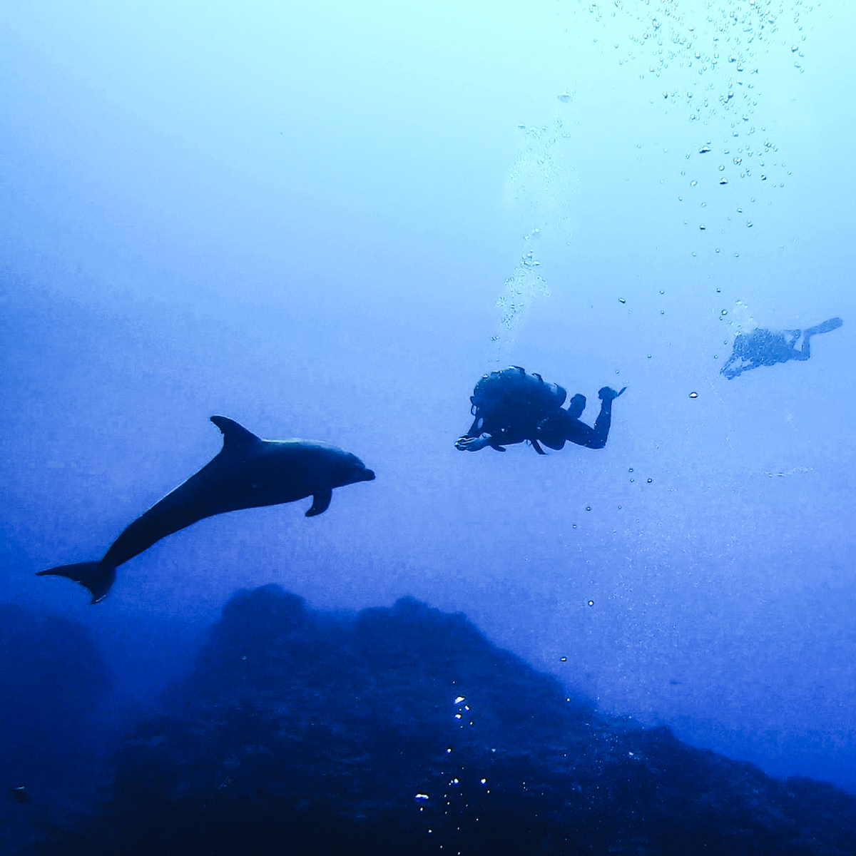 A curious dolphin checks out a diver