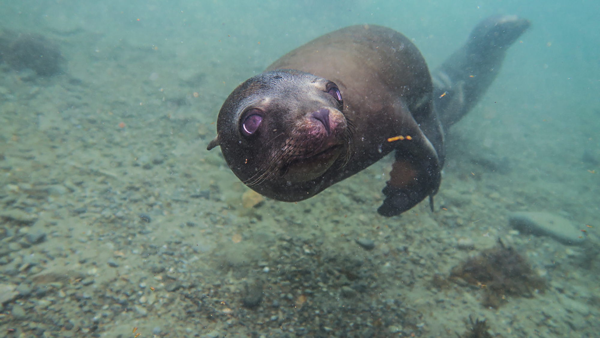A playful sea lion with beautiful eyes at Cedros Island
