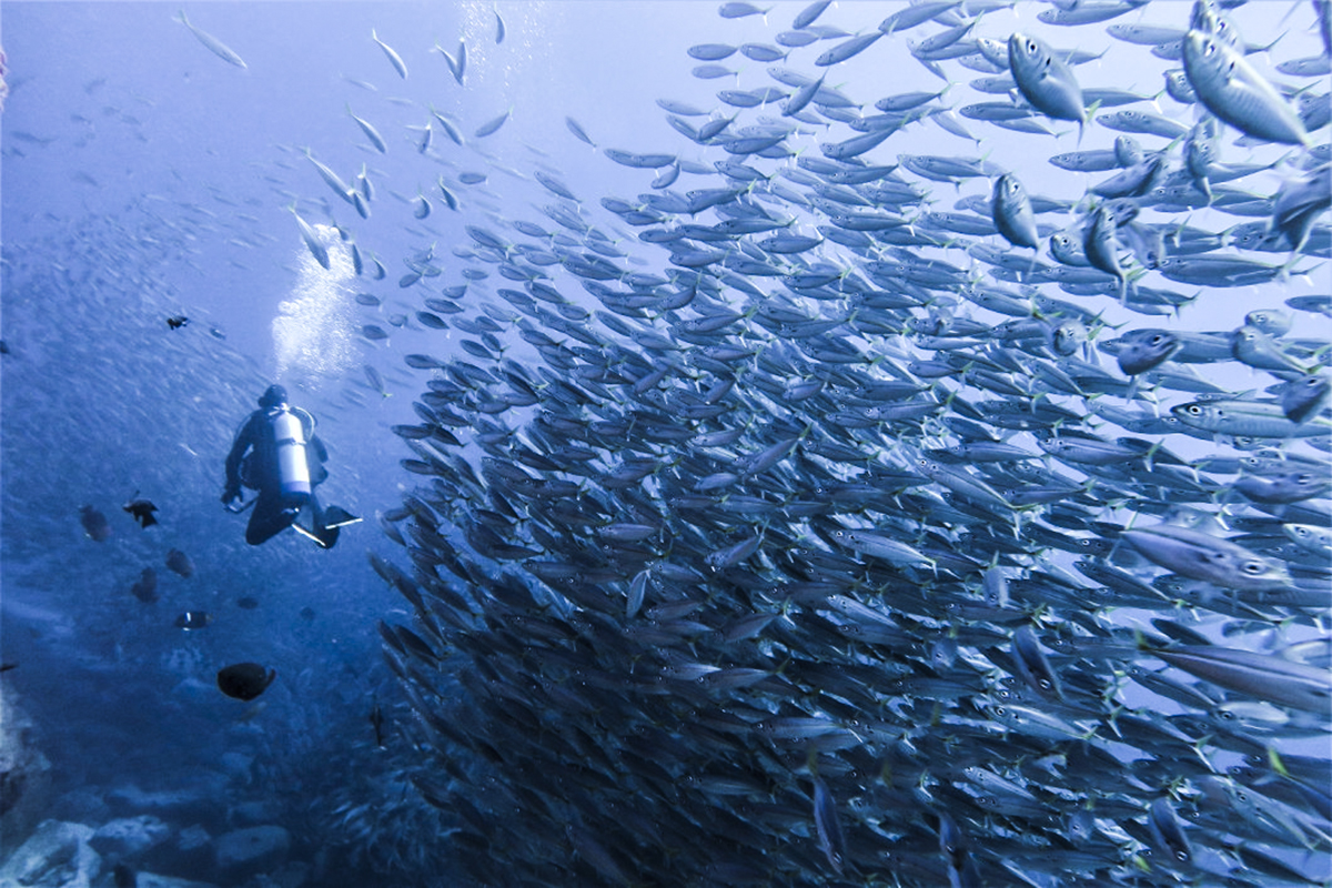 Diver Kai in Roca Alijos with a fish blizzard. Photo by Silvia Viola