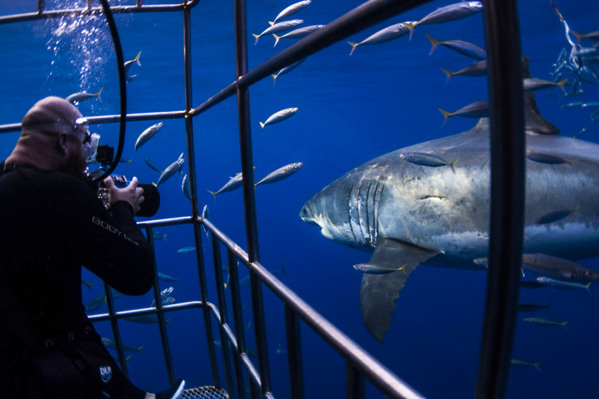 Great white shark with Pilot fish Isla Guadalupe, Mexico - Stock