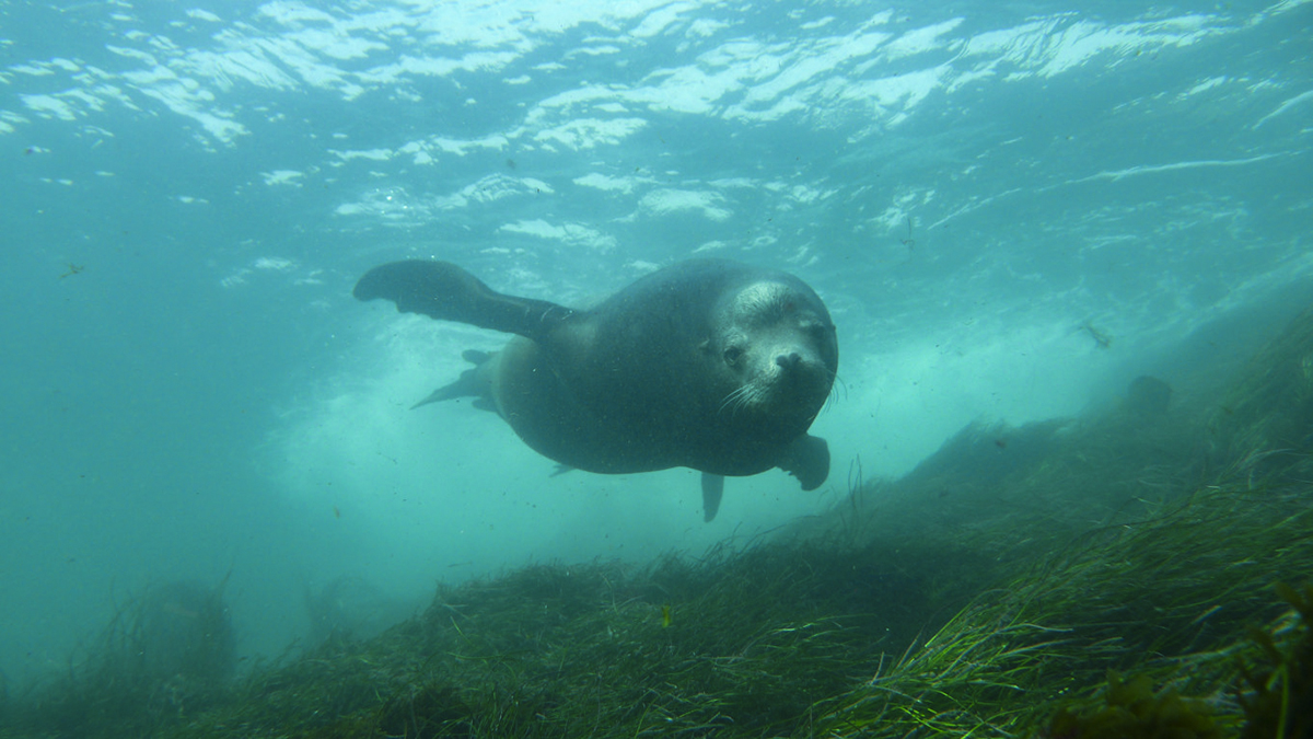 A happy sea lion. Photo by Nina Ehrich