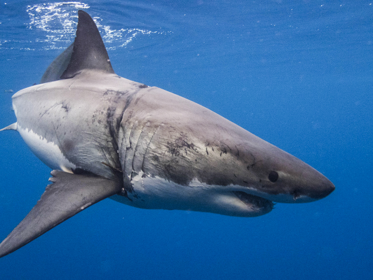 "Ropey" looking much healthier at Guadalupe