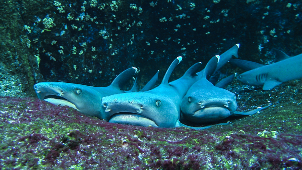 Sharks rest in their caves at Roca Partida