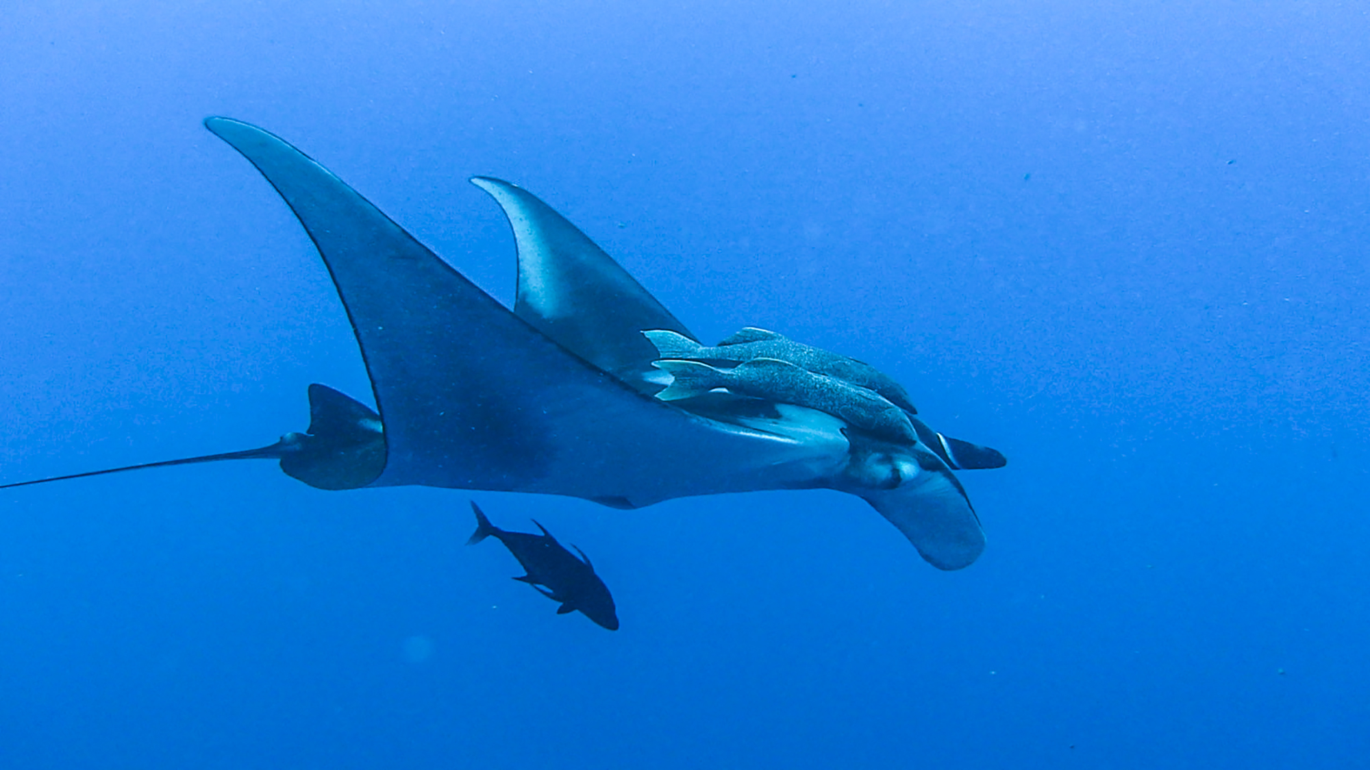Mantas and Tigers and Hammerheads, Oh My!