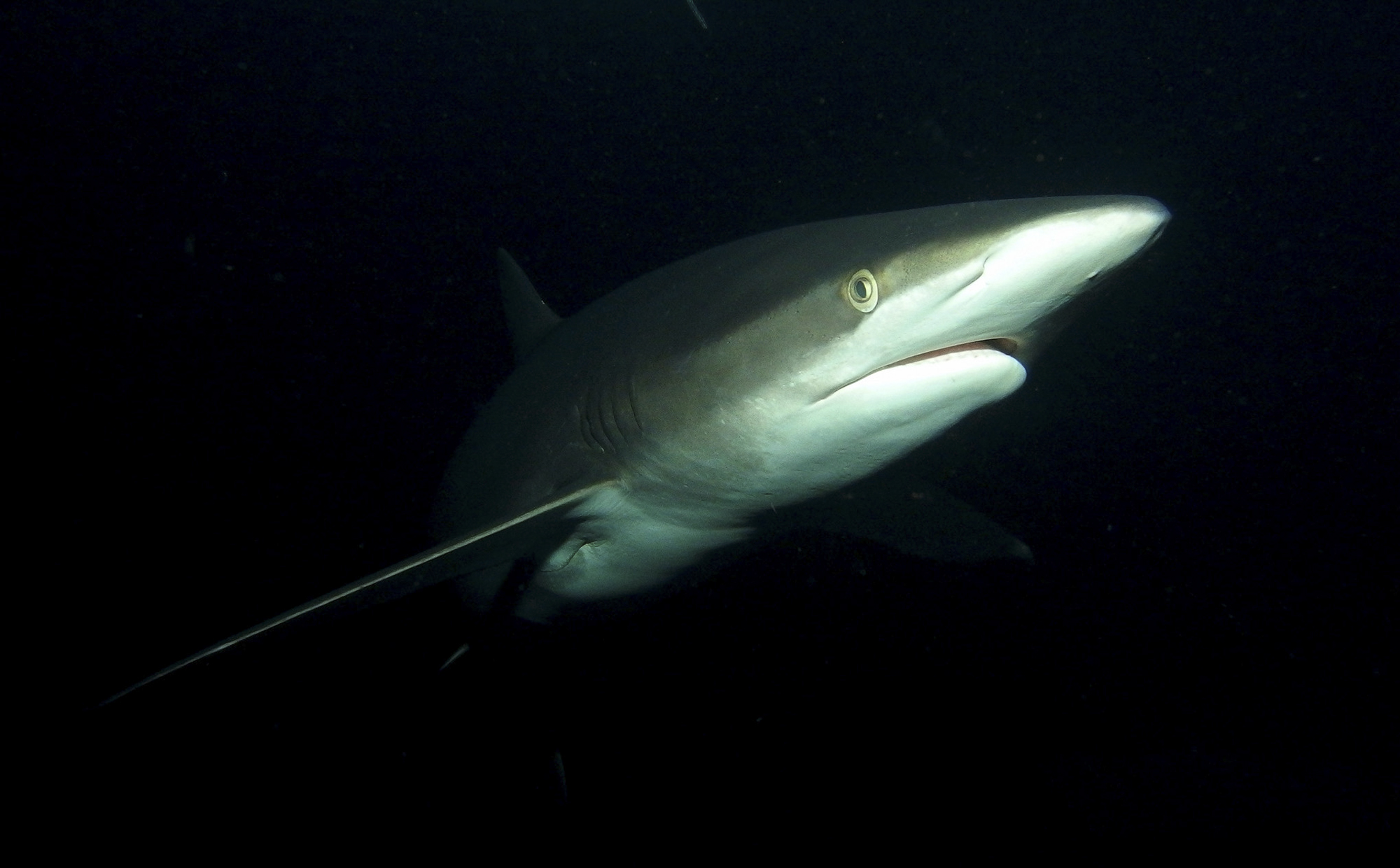 A silky shark at night. Photo by Sandra Haessler