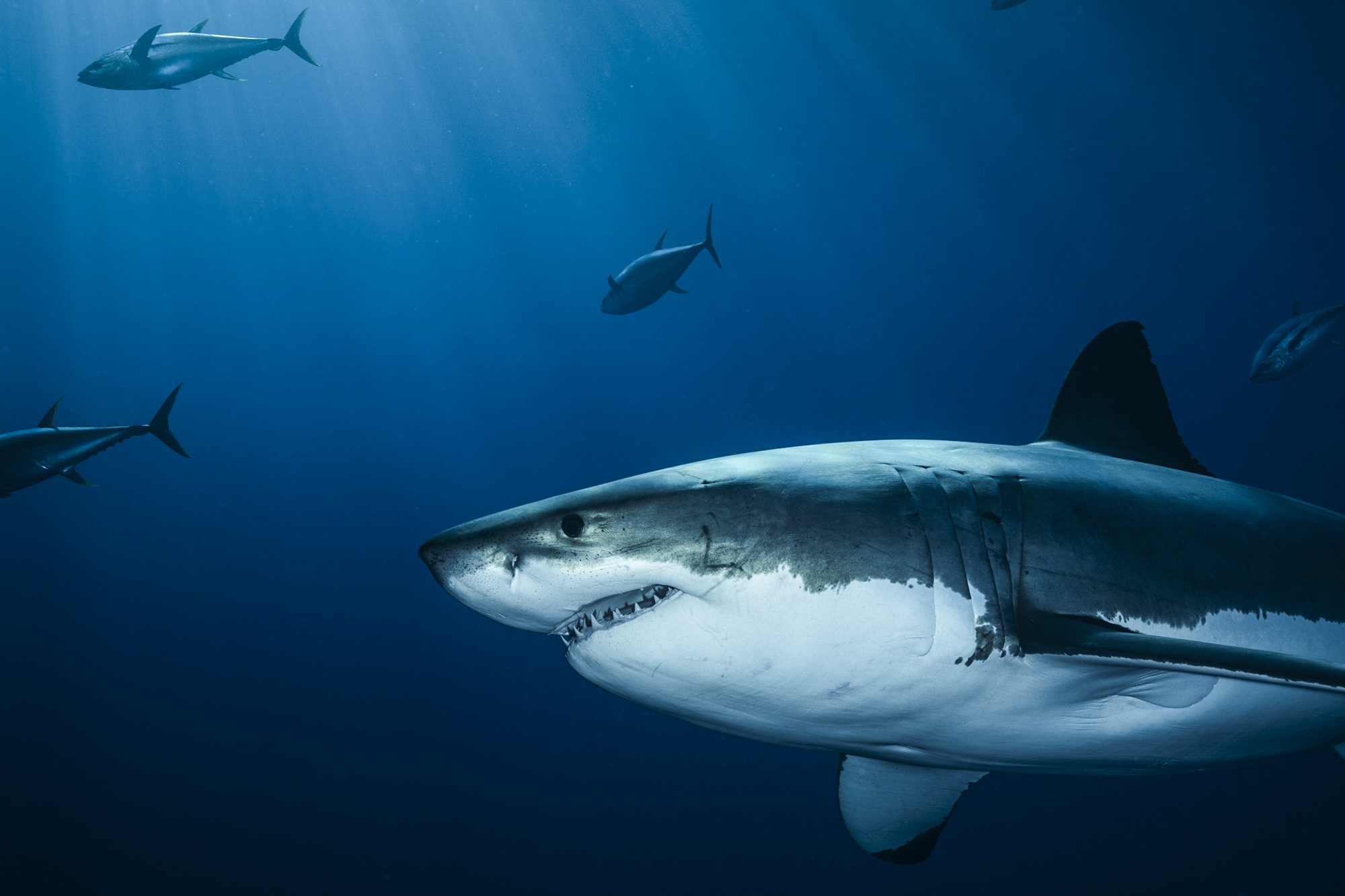 A white shark gets up close and personal. Photo by Sharon & Rudolf Zuian