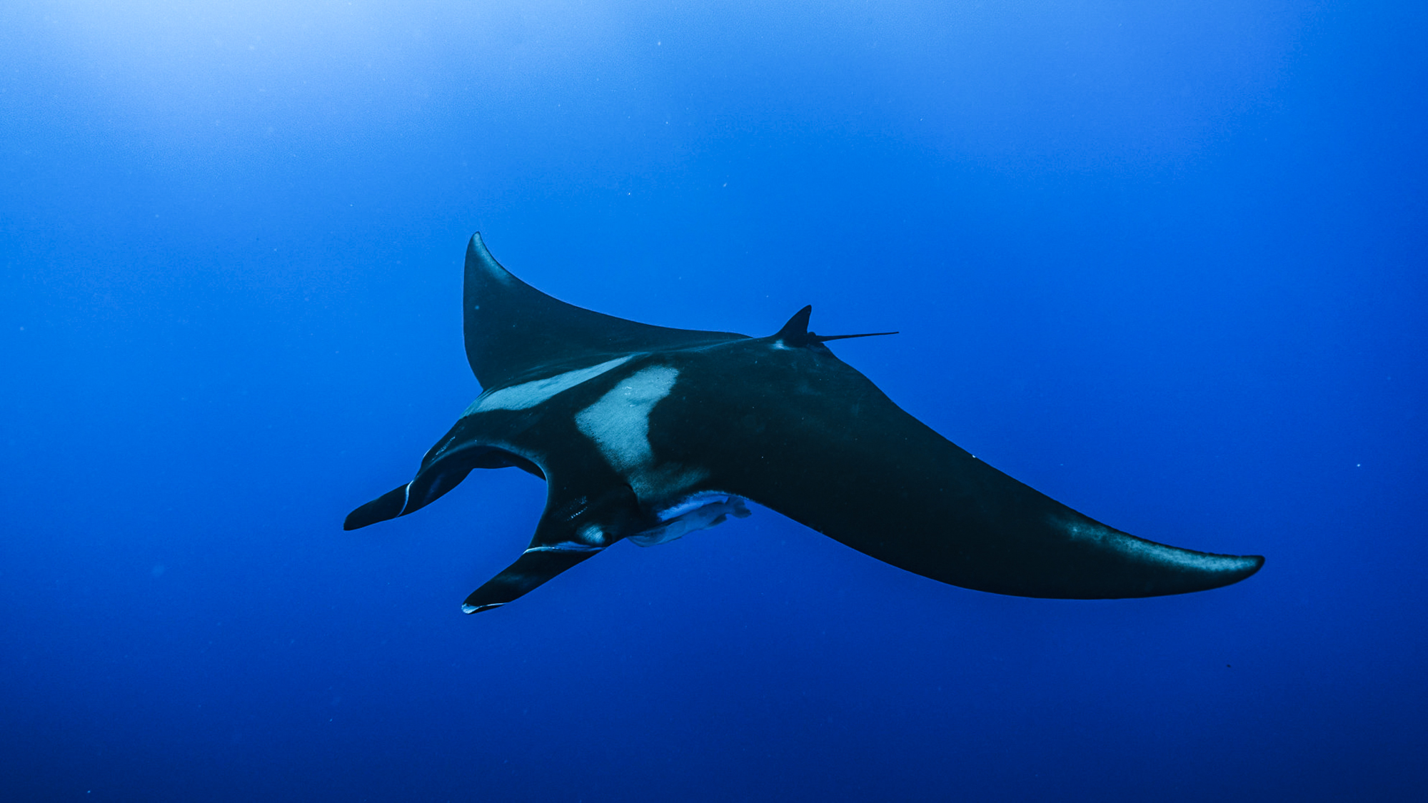 Mantas, Hammerheads, Whales, Dolphins and Tiger Sharks Stun at Socorro