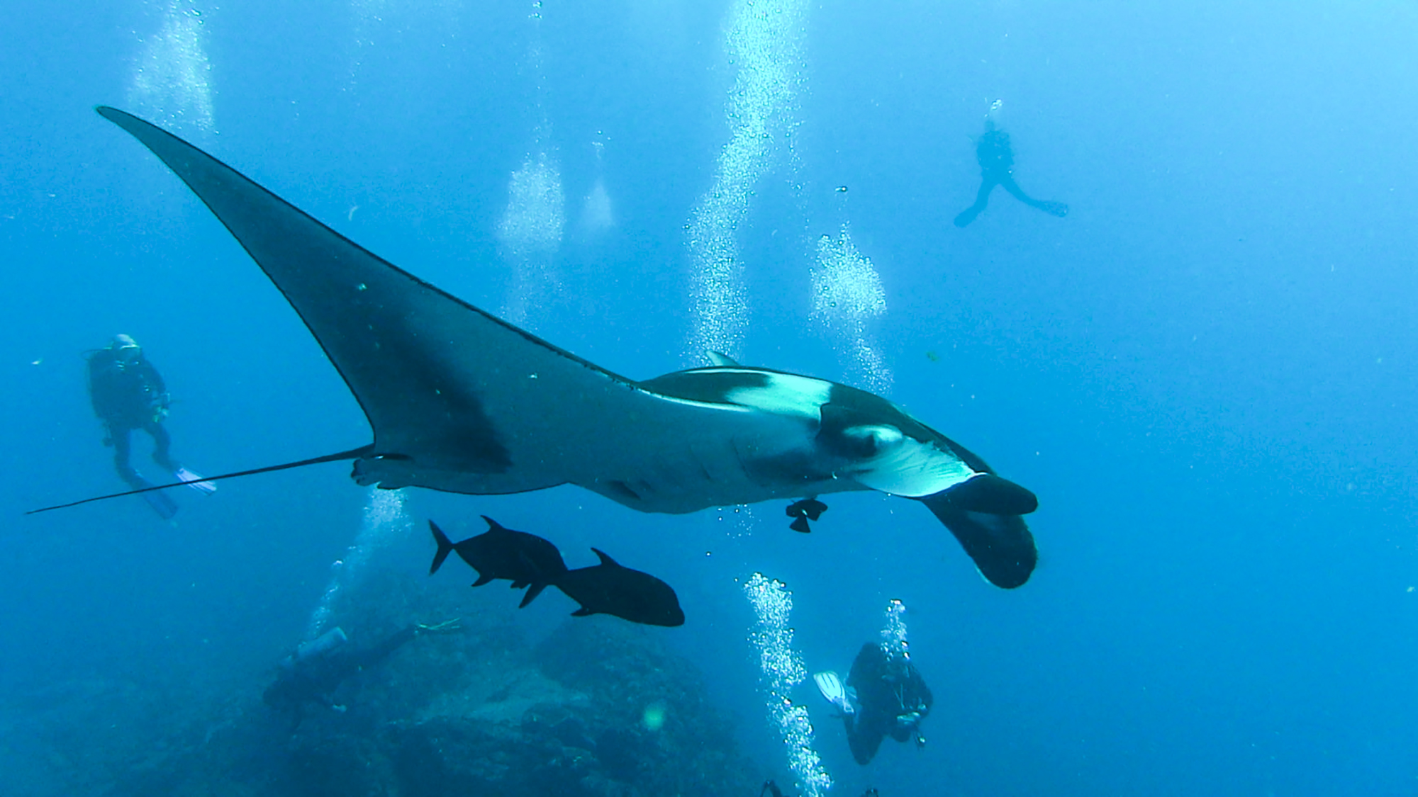 A giant manta flies over divers