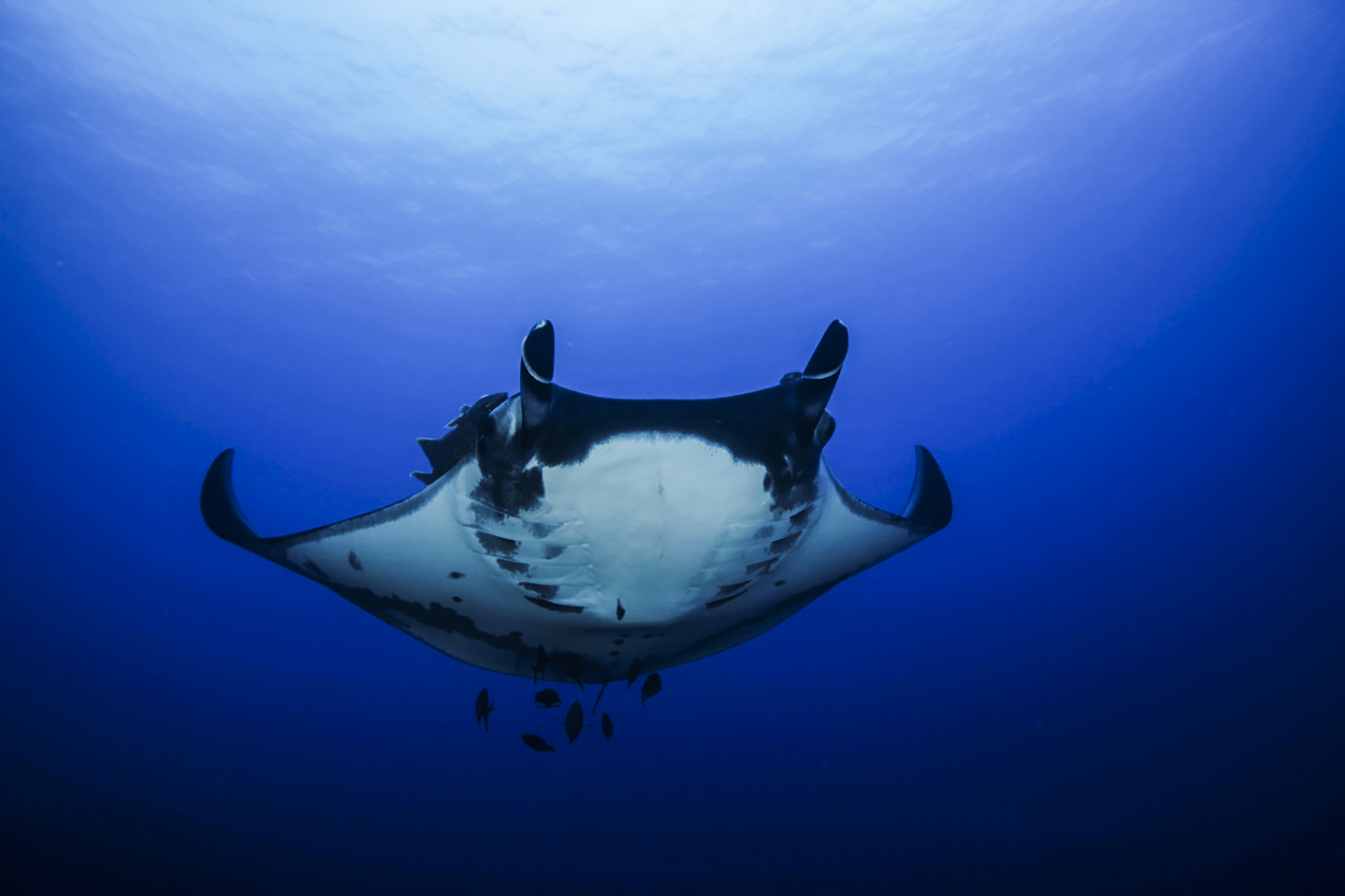 A Manta Ballet and a Wall of Hammerheads