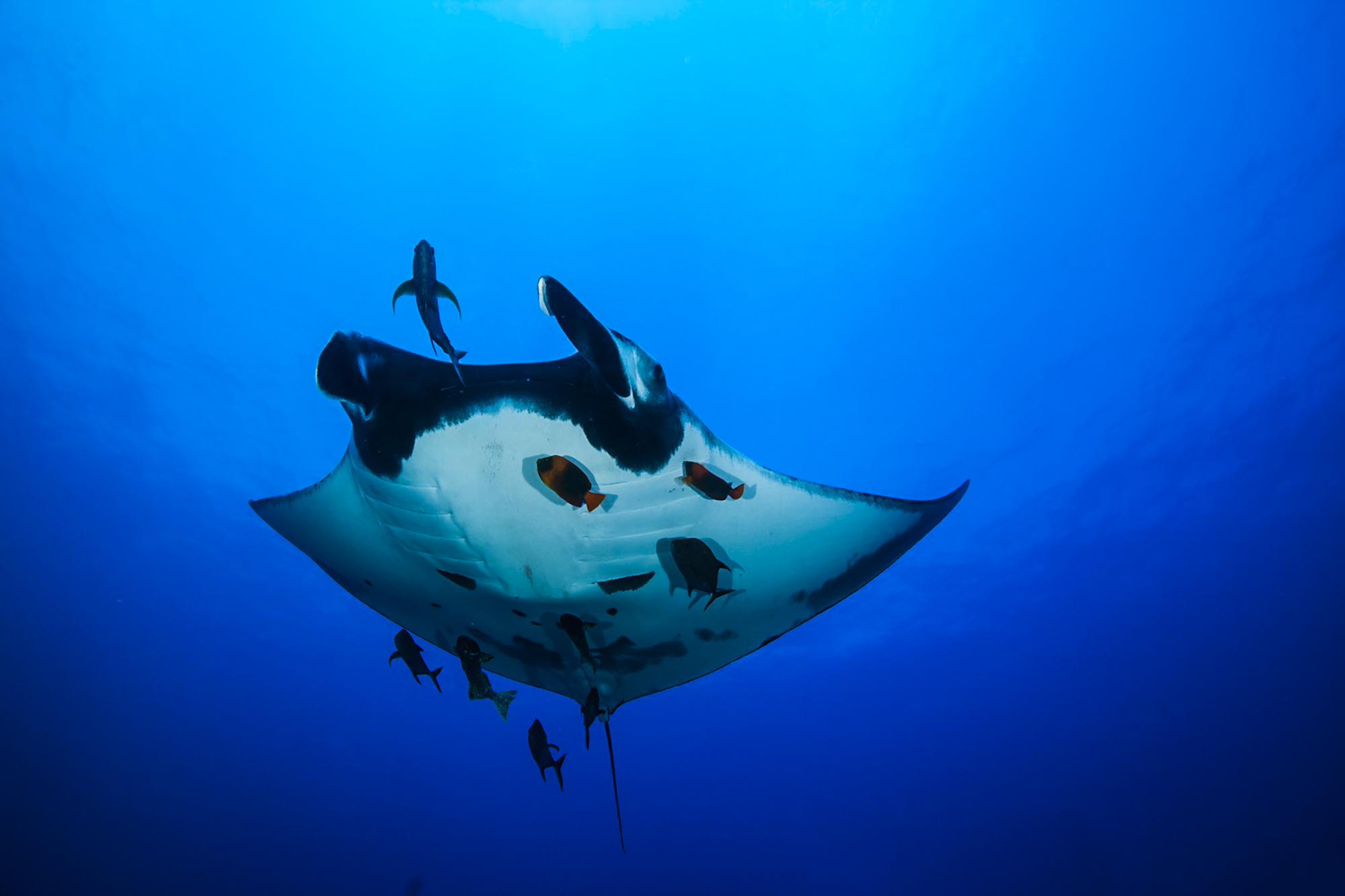 Mnata ray, scuba diving tours in Baja California