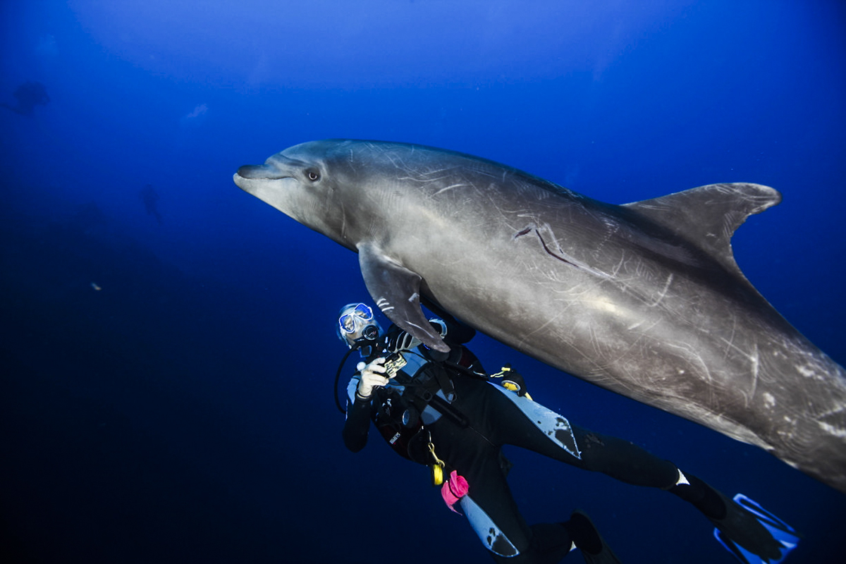 A diver plays with a dolphin at Socorro. Photo by Yves Lefevre