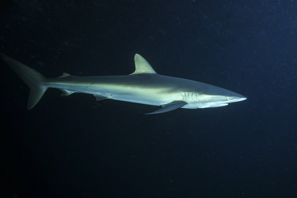 A silky shark cruises past during the night snorkel. Photo by Matthias Vater