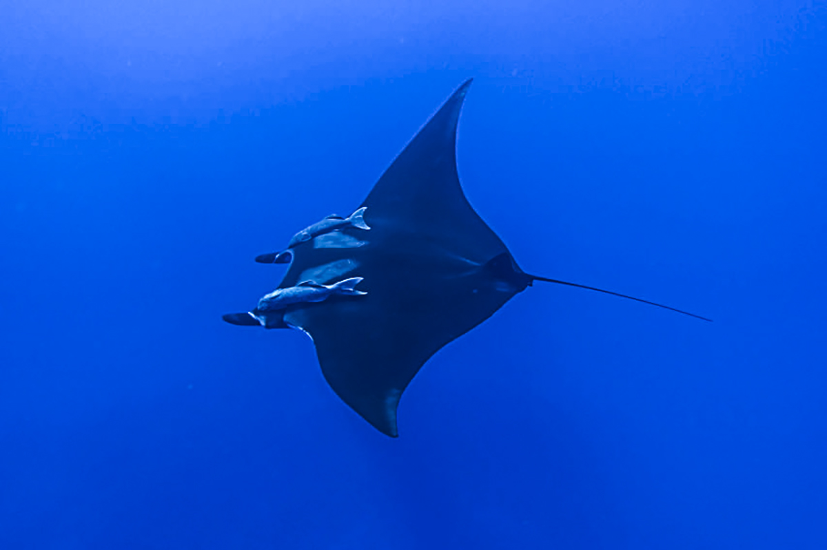 A mantas and its two copilots!