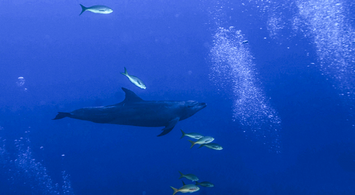 Diving with friendly dolphins! Photo by Simón Bolivar Planeta Agua Photography