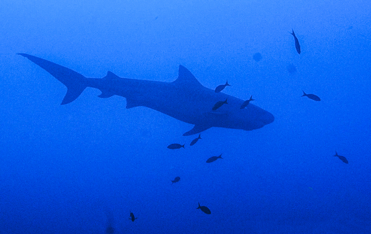 A beautiful shark gliding through the blue. Photo by Simón Bolivar Planeta Agua Photography