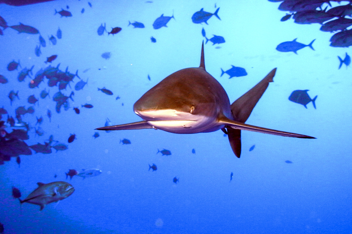 A curious shark comes to say hello. Photo by Dan Tirtowidjojo