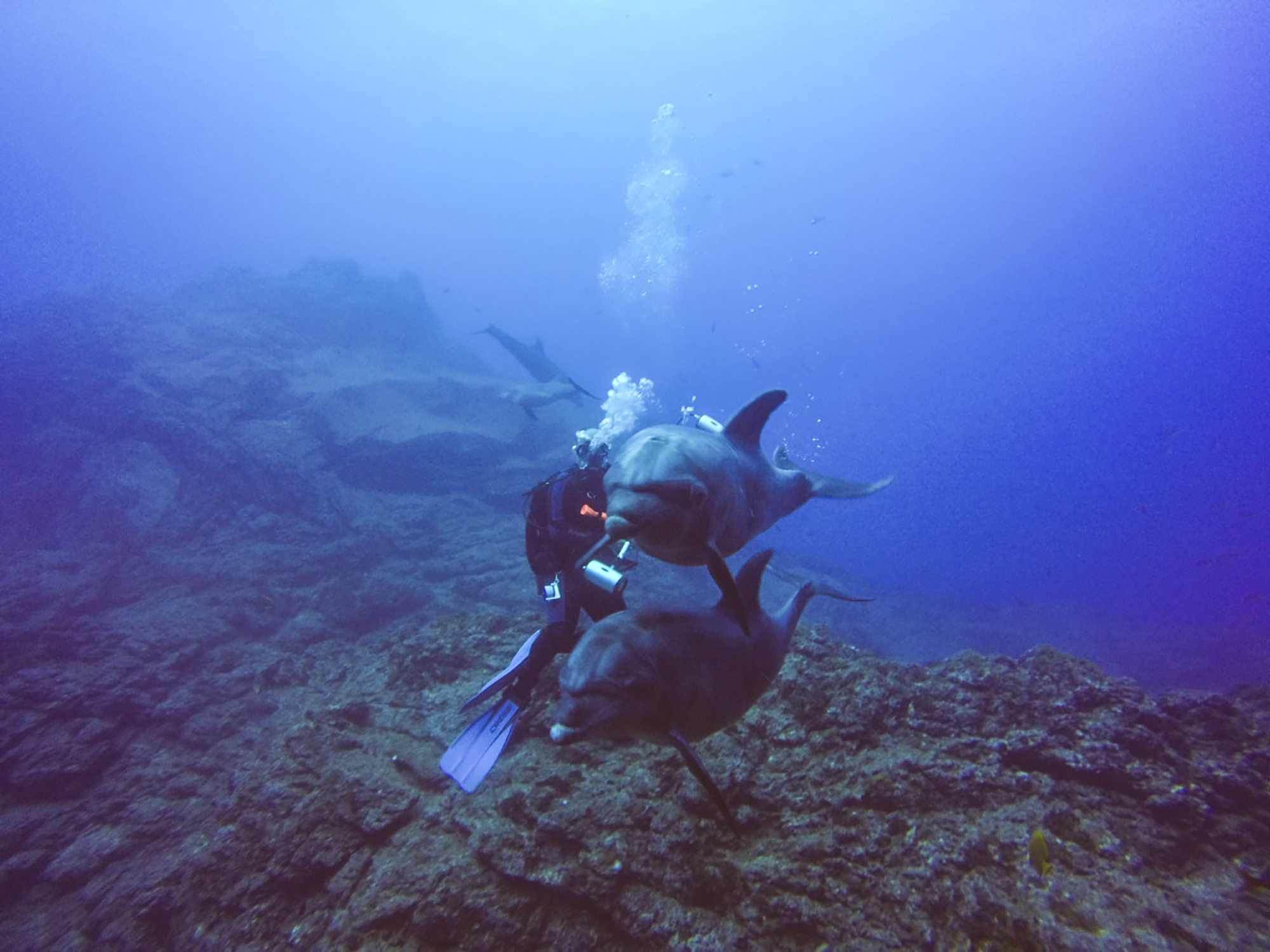 Divemasters and Dolphins Become Best Buddies