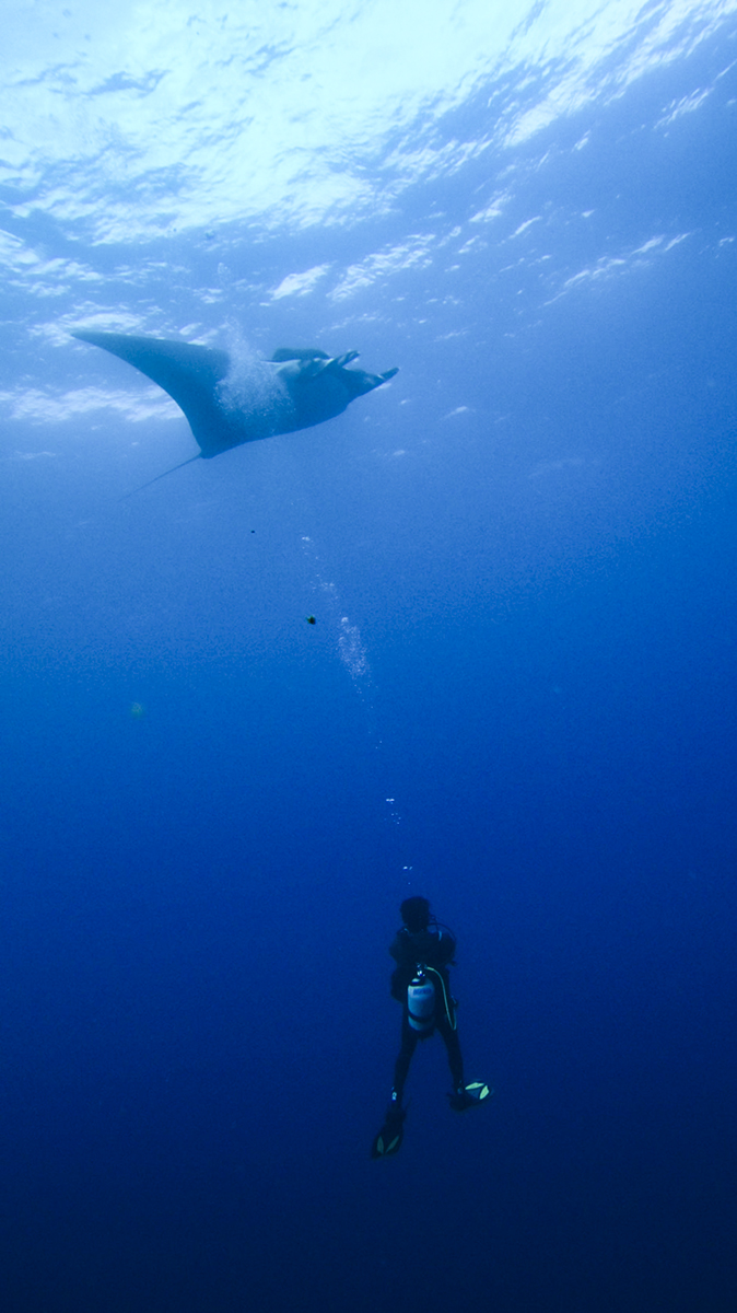A manta bathes in a diver's bubbles at Cabo Pearce on Socorro