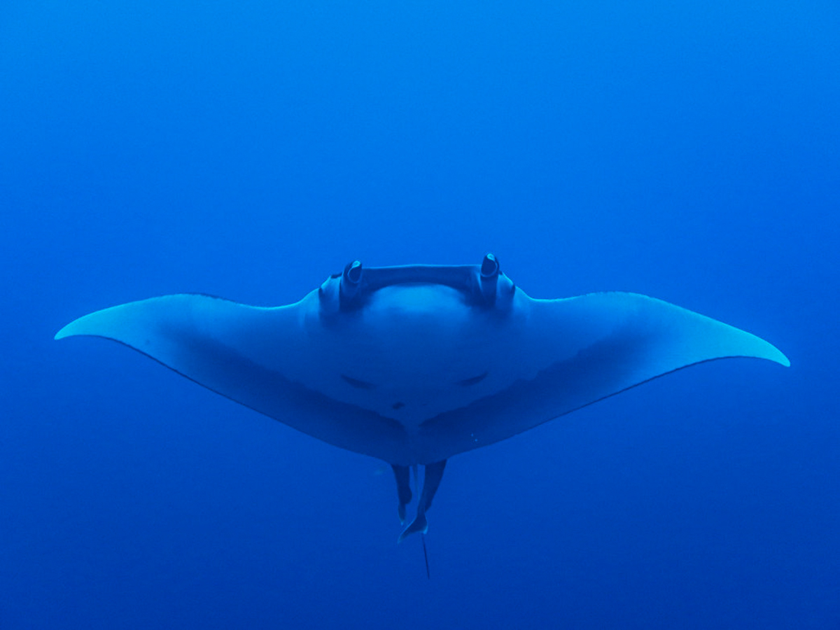 A giant manta shows off its impressive wingspan