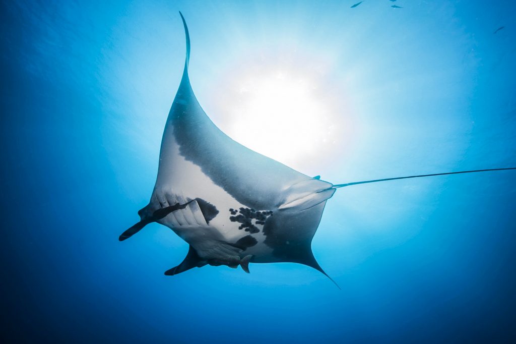 Oceanic manta ray - how to plan a liveaboard diving trip to Mexico
