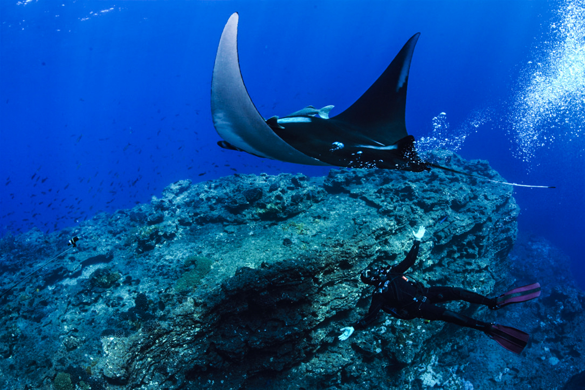 Mantas love their bubble baths! Photo by Kim Fastedit