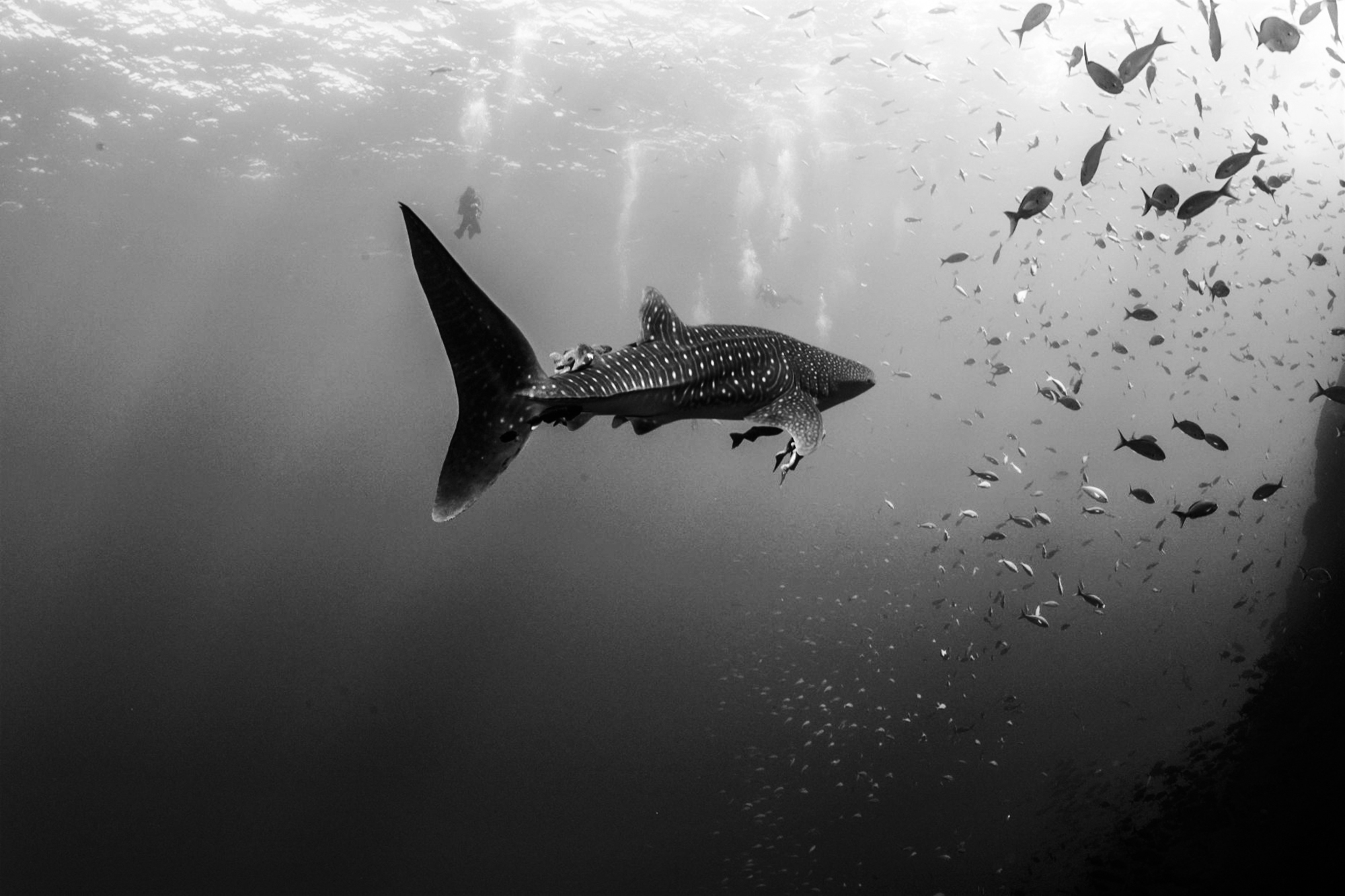 A beautiful whale shark spotted in Socorro. Photo by Kim Nilsson Davidsson