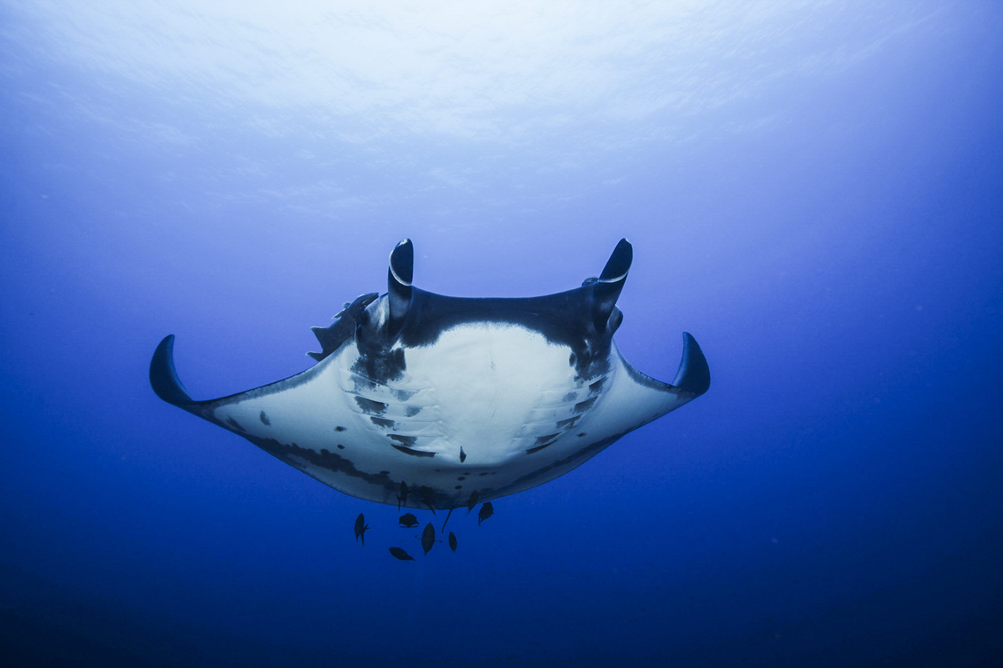 Manta ray, scuba diving tours in Baja California