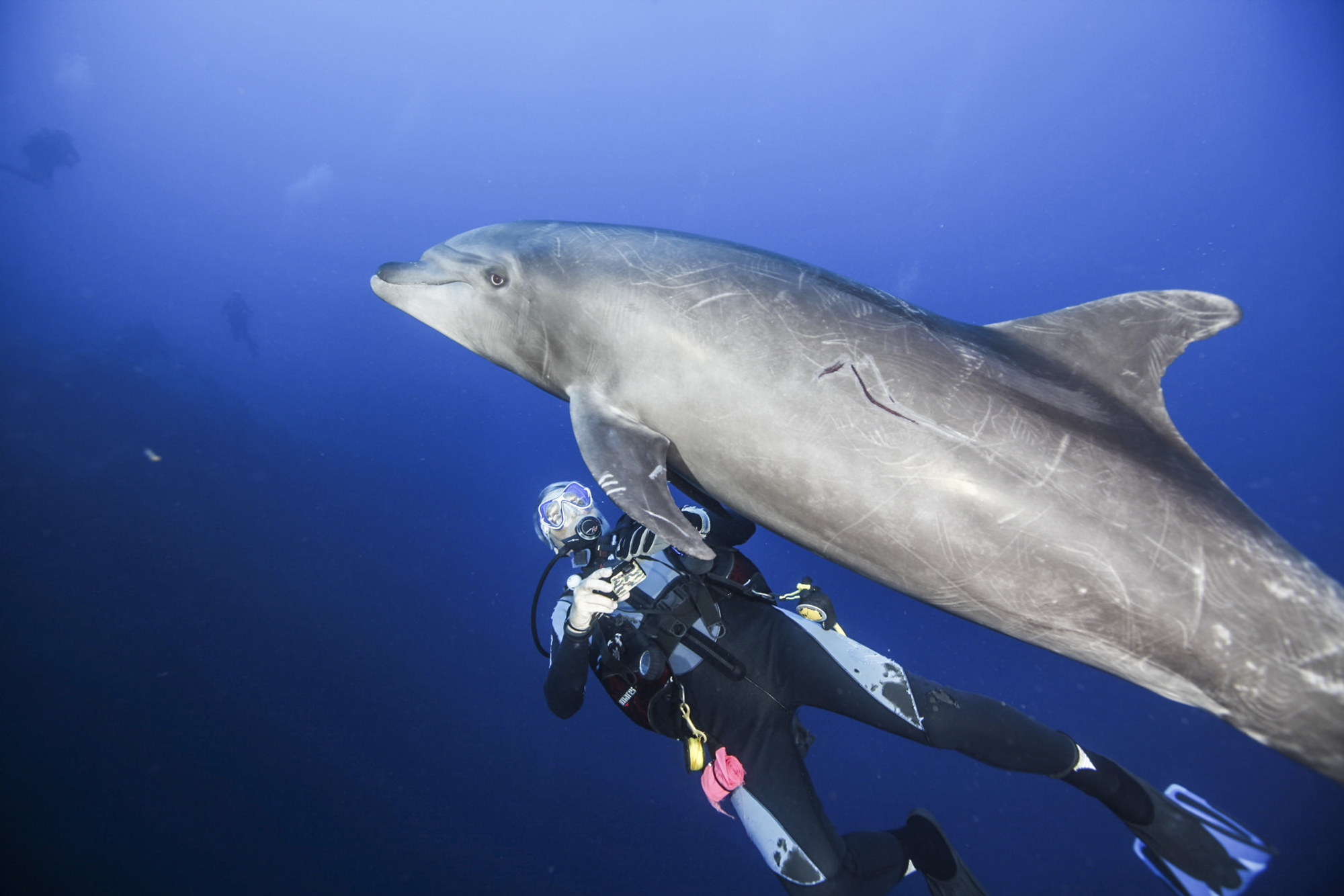 A diver swims under a dolphin at Cabo Pearce