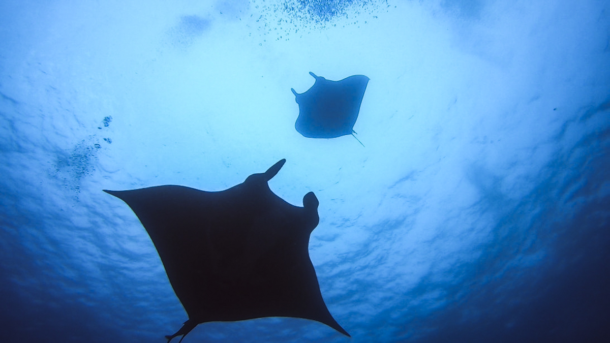 Mantas at Cabo Pearce