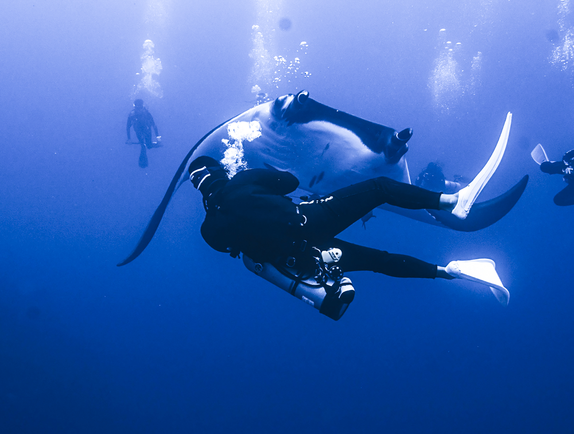 A diver and manta dance together! Photo by DM Mirko