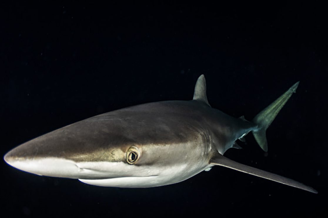 The Lunar Eclipse Brings Out the Sharks! - Nautilus Adventures