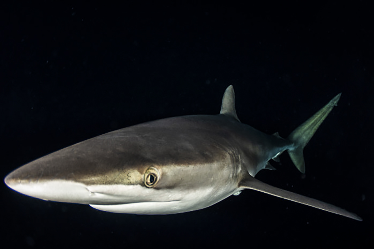 A silky shark during the night snorkel! Photo by Josh Blank