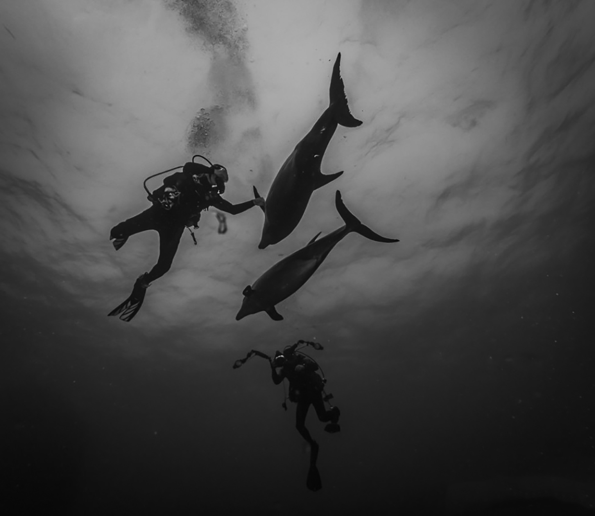 Playful dolphins come to say hello. Photo by Stan Bell