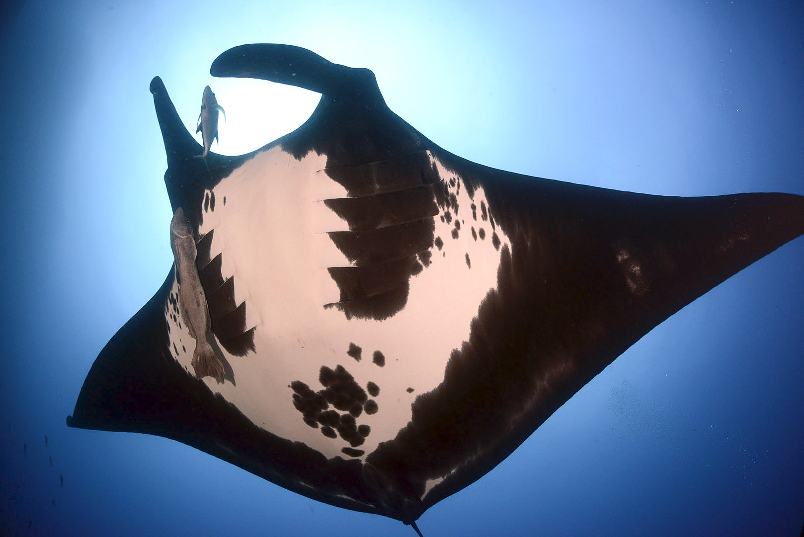 Giant mantas : from dream to reality