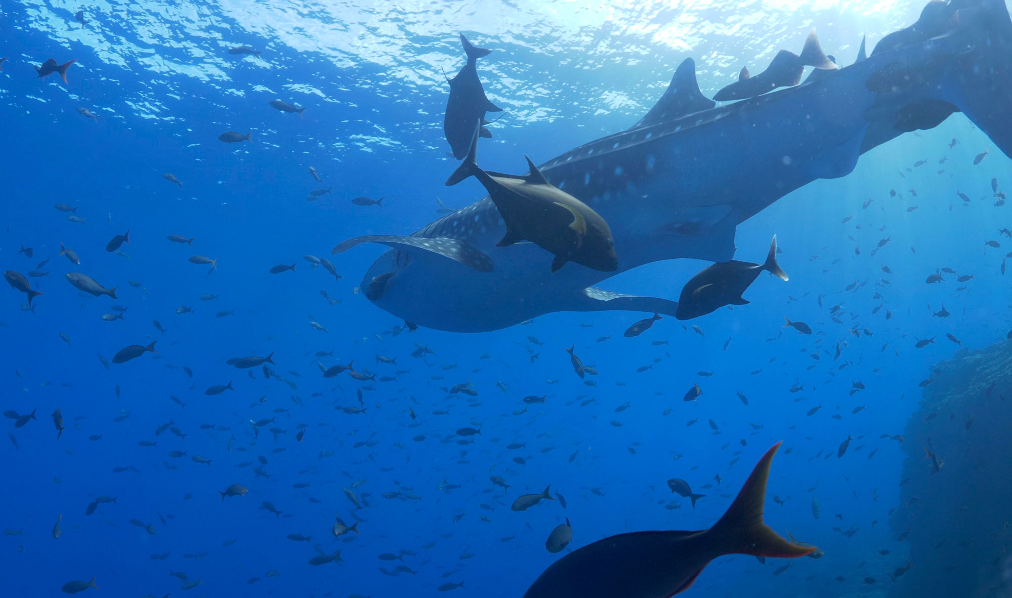 Whale Shark, Liveaboard Tours in Baja California