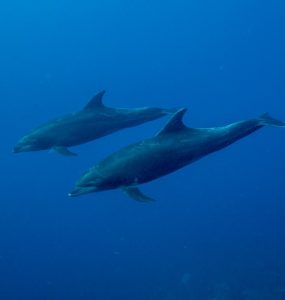 Mummy and baby dolphin at El Boiler