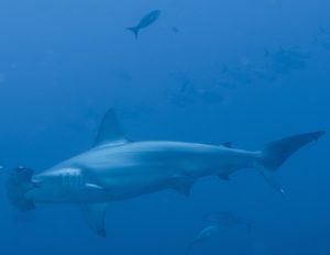 Hammerhead shark at Socorro