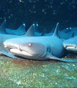 Whitetips sharks at Socorro