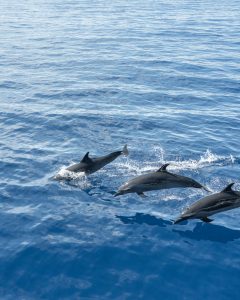 Bottle nose dolphins from the Gallant Lady