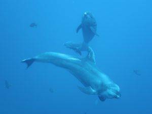 three dolphins, one of them possibly a calf