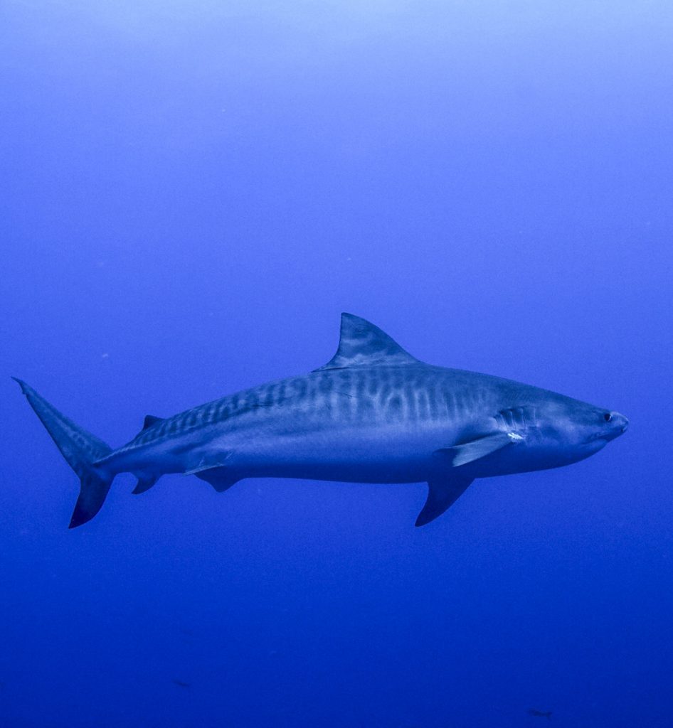 Greeted by the large resident female tiger shark - Nautilus Adventures