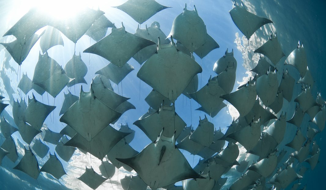 free diving below a school of mobula rays in cabo san lucas