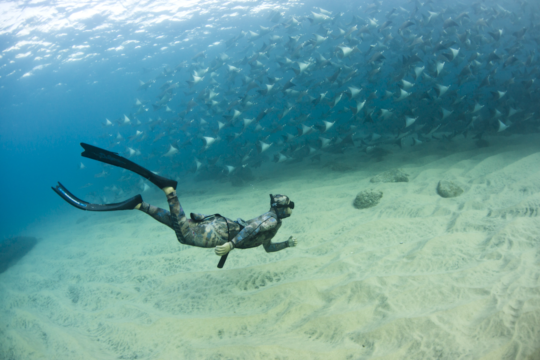 Freediving with mobula baja california