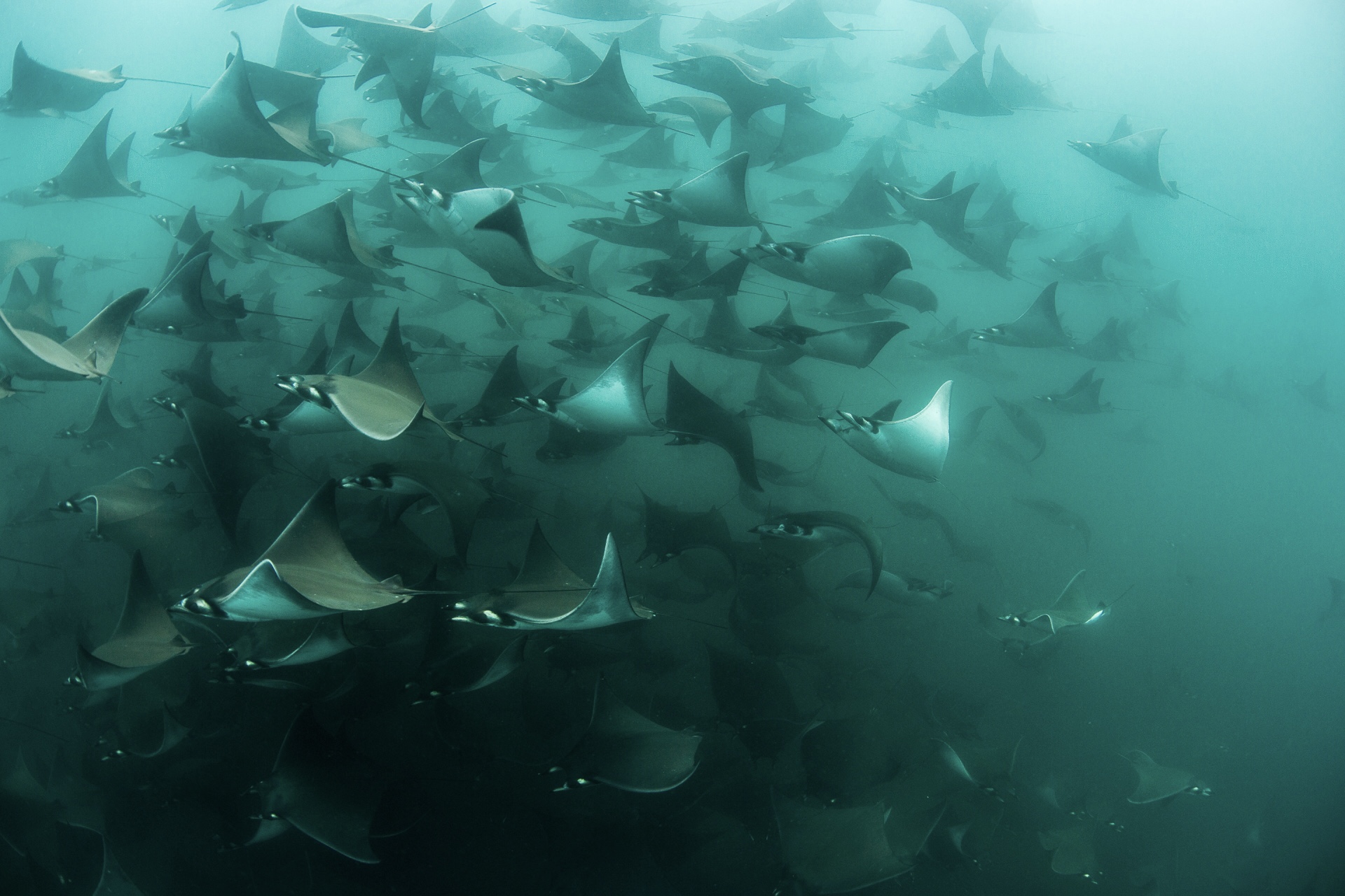 Snorkeling with Mobula ray school cabo san lucas