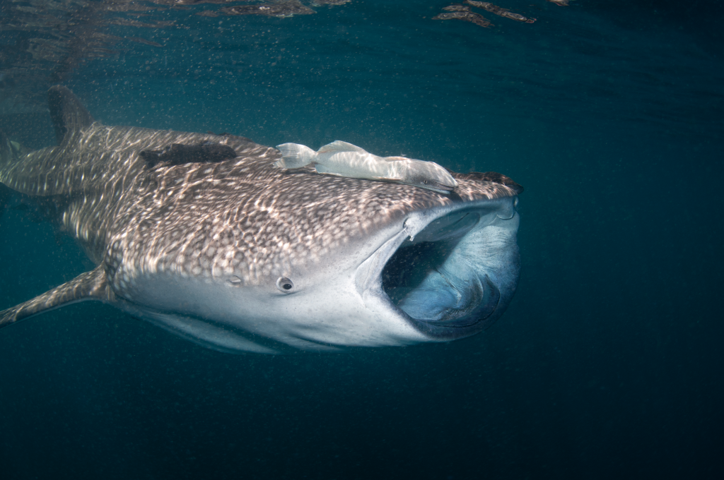 Whale Shark filter-feeding, Nautilus Explorer
